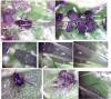 Aphis hederae